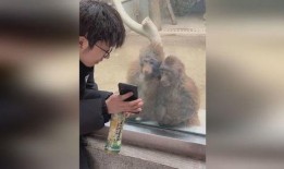 网友爆料猴哥事件视频完整版,揭秘网友热议的惊人真相