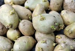 爆料发芽土豆能吃吗视频,能否食用引发热议