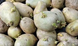 爆料发芽土豆能吃吗视频,能否食用引发热议